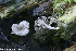  (Entoloma undatum - GAJ.19278)  @11 [ ] by-nc (2024) Henri Koskinen University of Oulu