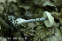  (Entoloma tjallingiorum - GAJ.19279)  @11 [ ] by-nc (2022) Henri Koskinen University of Oulu