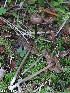  (Entoloma poliopus - GAJ.19280)  @11 [ ] by-nc (2024) Henri Koskinen University of Oulu