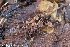  (Sclerotiniaceae - GAJ.19291)  @11 [ ] by-nc (2024) Henri Koskinen University of Oulu