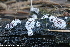  (Myriococcum - GAJ.19293)  @11 [ ] by-nc (2024) Henri Koskinen University of Oulu