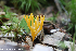  (Ramariopsis crocea - GAJ.19294)  @11 [ ] by-nc (2024) Henri Koskinen University of Oulu