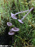  (Entoloma rhodocylix - GAJ.19308)  @11 [ ] by-nc (2023) Henri Koskinen University of Oulu