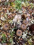  (Entoloma vinaceum - GAJ.19353)  @11 [ ] by-nc (2023) Seija Korpinen Unspecified