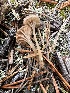  (Entoloma rusticoides - GAJ.19358)  @11 [ ] by-nc (2024) Seija Korpinen Unspecified