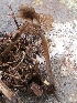  (Entoloma strigosissimum - GAJ.19359)  @11 [ ] by-nc (2021) Seija Korpinen Unspecified