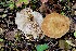  (Lactarius acerrimus - GAJ.19365)  @11 [ ] by-nc (2024) Tarja Siuvatti Unspecified