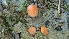  (Scutellinia trechispora - GAJ.19372)  @11 [ ] by-nc (2024) Stefan Jakobsson Unspecified
