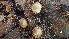  (Trichophaea pseudogregaria - GAJ.19374)  @11 [ ] by-nc (2024) Stefan Jakobsson Unspecified