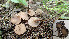  (Sclerotinia sclerotiorum - GAJ.19376)  @11 [ ] by-nc (2022) Stefan Jakobsson Unspecified