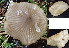  (Entoloma tibiicystidiatum - GAJ.19382)  @11 [ ] by-nc (2020) Stefan Jakobsson Unspecified