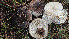  (Russula nigrifacta - GAJ.19383)  @11 [ ] by-nc (2024) Stefan Jakobsson Unspecified