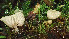  (Entoloma ollare - GAJ.19384)  @11 [ ] by-nc (2024) Stefan Jakobsson Unspecified