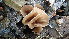  (Myriosclerotinia sulcatula - GAJ.19386)  @11 [ ] by-nc (2024) Stefan Jakobsson Unspecified