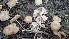  (Entoloma politum - GAJ.19395)  @11 [ ] by-nc (2024) Stefan Jakobsson Unspecified