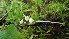  (Mycenaceae - GAJ.19401)  @11 [ ] by-nc (2024) Stefan Jakobsson Unspecified