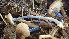  (Entoloma lampropus - GAJ.19402)  @11 [ ] by-nc (2024) Stefan Jakobsson Unspecified