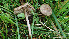  (Entoloma ortonii - GAJ.19404)  @11 [ ] by-nc (2024) Stefan Jakobsson Unspecified