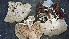 (Entoloma byssisedum - GAJ.19413)  @11 [ ] by-nc (2024) Stefan Jakobsson Unspecified