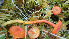  (Hygrocybe sphagnicola - GAJ.19414)  @11 [ ] by-nc (2024) Stefan Jakobsson Unspecified