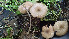  (Entoloma paludicola - GAJ.19418)  @11 [ ] by-nc (2020) Stefan Jakobsson Unspecified