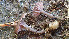  (Omphalina - GAJ.19419)  @11 [ ] by-nc (2024) Stefan Jakobsson Unspecified