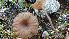  (Arrhenia baeospora - GAJ.19423)  @11 [ ] by-nc (2024) Stefan Jakobsson Unspecified