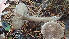  (Entoloma jubatum - GAJ.19428)  @11 [ ] by-nc (2021) Stefan Jakobsson Unspecified