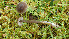  (Entoloma juncinum - GAJ.19435)  @11 [ ] by-nc (2022) Stefan Jakobsson Unspecified