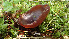  (Legaliana phlebospora - GAJ.19437)  @11 [ ] by-nc (2024) Stefan Jakobsson Unspecified