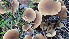  (Alnicola longicystis - GAJ.19443)  @11 [ ] by-nc (2024) Stefan Jakobsson Unspecified