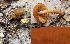  (Meottomyces - GAJ.19456)  @11 [ ] by-nc (2021) Antti Johannes Soininen Unspecified