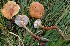  ( - GAJ.19467)  @11 [ ] by-nc (2020) Petri Roponen Unspecified
