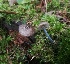  (Entoloma placidum - GAJ.19479)  @11 [ ] by-nc (2020) Petri Roponen Unspecified