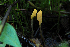  (Mitrula borealis - GAJ.19499)  @11 [ ] by-nc (2024) Juuso Äikäs Unspecified