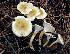  (Hygrophoropsis fuscosquamula - GAJ.19566)  @11 [ ] by-nc (2024) Jarkko Korhonen Unspecified