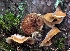  (Crepidotus pini - GAJ.19573)  @11 [ ] by-nc (2024) Jarkko Korhonen Unspecified