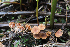  (Flammulaster ferrugineus - GAJ.19591)  @11 [ ] by-nc (2024) Tapio Kekki Unspecified