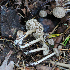  (Entoloma resutum - GAJ.19613)  @11 [ ] by-nc (2024) Tapio Kekki Unspecified