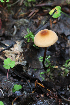  ( - GAJ.19620)  @11 [ ] by-nc (2024) Tapio Kekki Unspecified