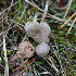  (Entoloma muscoalpinum - GAJ.19718)  @11 [ ] by-nc (2019) Tapio Kekki Unspecified