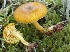 ( - GAJ.19738)  @11 [ ] by-nc (2018) Tapio Kekki Unspecified