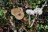  ( - GAJ.19741)  @11 [ ] by-nc (2024) Tapio Kekki Unspecified