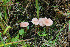  (Entoloma roseum - GAJ.19745)  @11 [ ] by-nc (2018) Tapio Kekki Unspecified