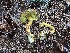  (Buchwaldoboletus lignicola - GAJ.19806)  @11 [ ] by-nc (2024) Anne-Mari Enne Unspecified