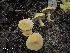  (Cystoderma japonicum - GAJ.19808)  @11 [ ] by-nc (2024) Anne-Mari Enne Unspecified
