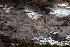  (Tomentella subpilosa - GAVA.304)  @11 [ ] by-nc (2020) Teppo Helo Unspecified