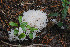  (Ramariaceae - GAJ.14994)  @11 [ ] c (2021) Tapio Kekki University of Oulu