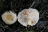  (Lactarius flavopalustris - GAJ.15085)  @11 [ ] c (2011) Tapio Kekki University of Oulu