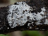  (Tubulicrinis sororius - GAVA.648)  @11 [ ] by-nc (2024) Teppo Helo Unspecified